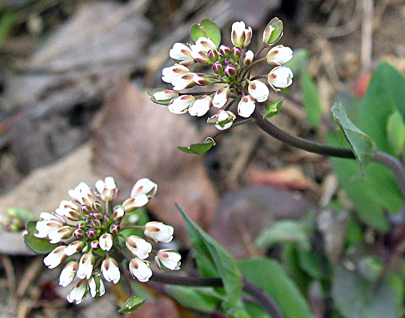 Microthlaspi perfoliatum (=Thlaspi perfoliatum ) / Erba storna perfogliata
